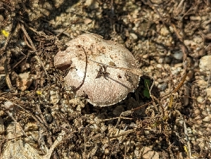  ( - HAY-F-004416)  @11 [ ] by-nc (2023) Stu Pickell Fungal Diversity Survey