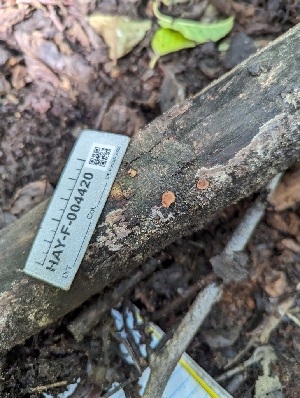  ( - HAY-F-004420)  @11 [ ] by-nc (2023) Stu Pickell Fungal Diversity Survey