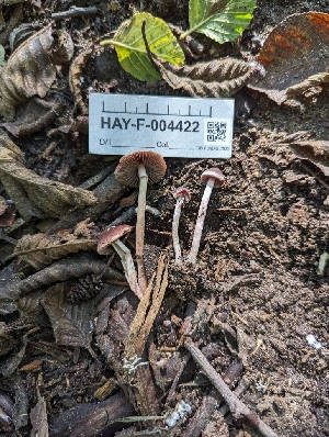  ( - HAY-F-004422)  @11 [ ] by-nc (2023) Stu Pickell Fungal Diversity Survey