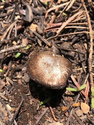  ( - HAY-F-005092)  @11 [ ] by-nc (2023) Dean Lyons Fungal Diversity Survey