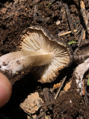  ( - HAY-F-005092)  @11 [ ] by-nc (2023) Dean Lyons Fungal Diversity Survey