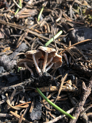  ( - HAY-F-005022)  @11 [ ] by-nc (2023) Dean Lyons Fungal Diversity Survey