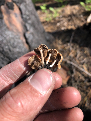  ( - HAY-F-005022)  @11 [ ] by-nc (2023) Dean Lyons Fungal Diversity Survey