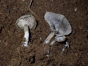  (Entoloma sp. CA18 - HAY-F-005030)  @11 [ ] by-nc (2023) Dean Lyons Fungal Diversity Survey