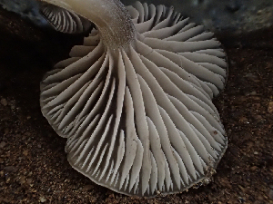  ( - HAY-F-005030)  @11 [ ] by-nc (2023) Dean Lyons Fungal Diversity Survey