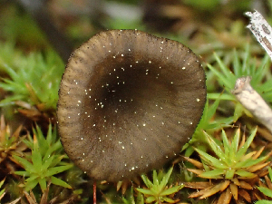  ( - HAY-F-005035)  @11 [ ] by-nc (2023) Dean Lyons Fungal Diversity Survey