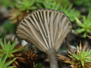  ( - HAY-F-005035)  @11 [ ] by-nc (2023) Dean Lyons Fungal Diversity Survey