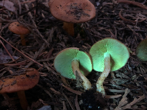  ( - HAY-F-005023)  @11 [ ] by-nc (2023) Dean Lyons Fungal Diversity Survey