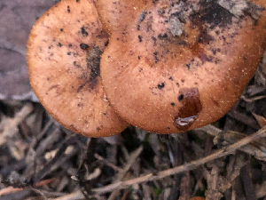  ( - HAY-F-005023)  @11 [ ] by-nc (2023) Dean Lyons Fungal Diversity Survey