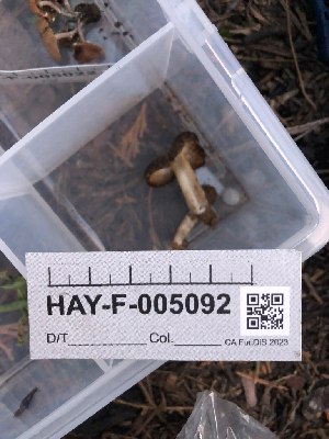  ( - HAY-F-005092)  @11 [ ] by-nc (2023) Dean Lyons Fungal Diversity Survey