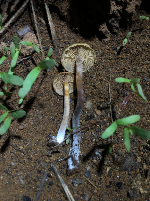  ( - HAY-F-005032)  @11 [ ] by-nc (2023) Dean Lyons Fungal Diversity Survey