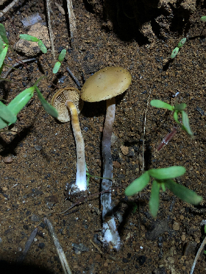  ( - HAY-F-005032)  @11 [ ] by-nc (2023) Dean Lyons Fungal Diversity Survey
