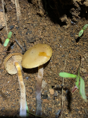  ( - HAY-F-005032)  @11 [ ] by-nc (2023) Dean Lyons Fungal Diversity Survey