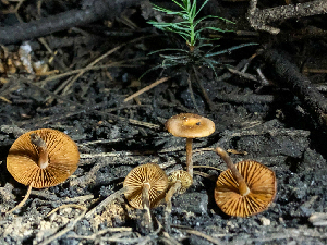  ( - HAY-F-005028)  @11 [ ] by-nc (2023) Dean Lyons Fungal Diversity Survey