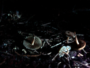  ( - HAY-F-005028)  @11 [ ] by-nc (2023) Dean Lyons Fungal Diversity Survey