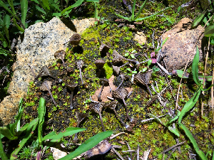  ( - HAY-F-005035)  @11 [ ] by-nc (2023) Dean Lyons Fungal Diversity Survey