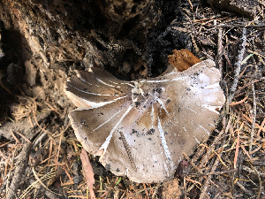  ( - HAY-F-005040)  @11 [ ] by-nc (2023) Dean Lyons Fungal Diversity Survey
