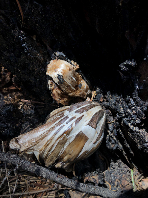  ( - HAY-F-005040)  @11 [ ] by-nc (2023) Dean Lyons Fungal Diversity Survey