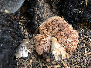  ( - HAY-F-005040)  @11 [ ] by-nc (2023) Dean Lyons Fungal Diversity Survey