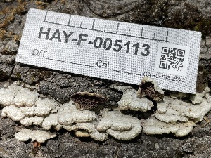  ( - HAY-F-005113)  @11 [ ] by-nc (2023) Damon Tighe Fungal Diversity Survey