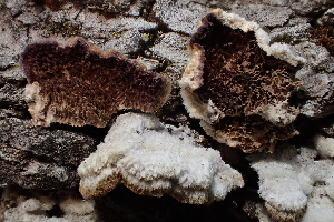  ( - HAY-F-005113)  @11 [ ] by-nc (2023) Damon Tighe Fungal Diversity Survey