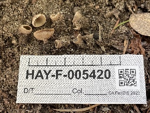  ( - HAY-F-005420)  @11 [ ] by-nc (2023) Damon Tighe Fungal Diversity Survey