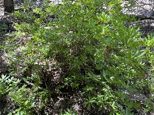  ( - HAY-F-005420)  @11 [ ] by-nc (2023) Damon Tighe Fungal Diversity Survey