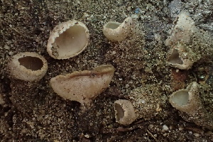  (Tarzetta sp. CA02 - HAY-F-005420)  @11 [ ] by-nc (2023) Damon Tighe Fungal Diversity Survey