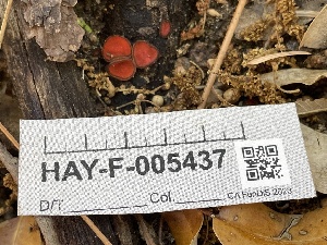 ( - HAY-F-005437)  @11 [ ] by-nc (2023) Damon Tighe Fungal Diversity Survey