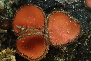  ( - HAY-F-005437)  @11 [ ] by-nc (2023) Damon Tighe Fungal Diversity Survey