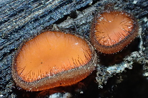  ( - HAY-F-005437)  @11 [ ] by-nc (2023) Damon Tighe Fungal Diversity Survey