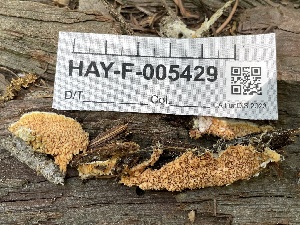  ( - HAY-F-005429)  @11 [ ] by-nc (2023) Damon Tighe Fungal Diversity Survey