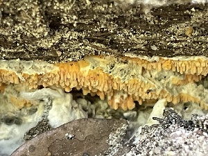  ( - HAY-F-005429)  @11 [ ] by-nc (2023) Damon Tighe Fungal Diversity Survey