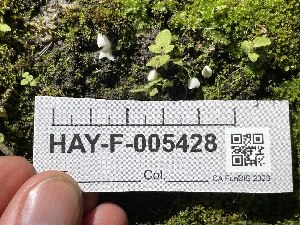  ( - HAY-F-005428)  @11 [ ] by-nc (2023) Damon Tighe Fungal Diversity Survey