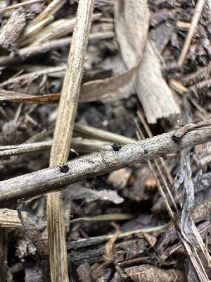  ( - HAY-F-005199)  @11 [ ] c (2023) Rudy Diaz Fungal Diversity Survey