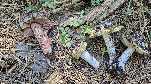  ( - HAY-F-002226)  @11 [ ] by-nc (2023) Thea Chesney Fungal Diversity Survey