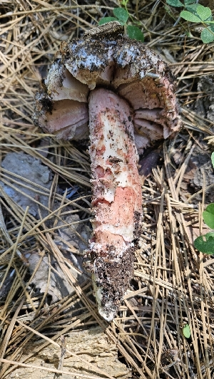  ( - HAY-F-002226)  @11 [ ] by-nc (2023) Thea Chesney Fungal Diversity Survey