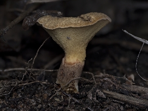  ( - HAY-F-004470)  @11 [ ] by-nc (2023) Stu Pickell Fungal Diversity Survey