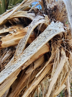  ( - HAY-F-005571)  @11 [ ] c (2023) Rudy Diaz Fungal Diversity Survey