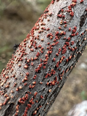  ( - HAY-F-005198)  @11 [ ] c (2023) Rudy Diaz Fungal Diversity Survey
