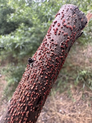  ( - HAY-F-005198)  @11 [ ] c (2023) Rudy Diaz Fungal Diversity Survey