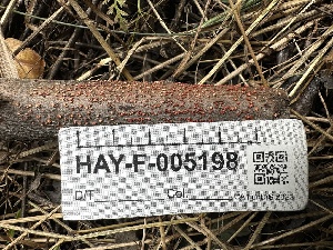  ( - HAY-F-005198)  @11 [ ] c (2023) Rudy Diaz Fungal Diversity Survey