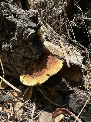  ( - HAY-F-005203)  @11 [ ] c (2023) Rudy Diaz Fungal Diversity Survey