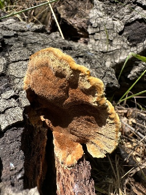  ( - HAY-F-005203)  @11 [ ] c (2023) Rudy Diaz Fungal Diversity Survey