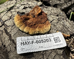  ( - HAY-F-005203)  @11 [ ] c (2023) Rudy Diaz Fungal Diversity Survey