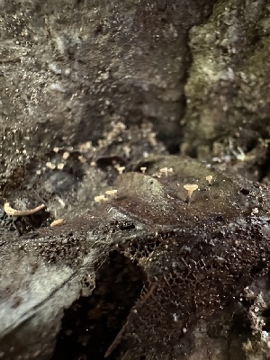  ( - HAY-F-005236)  @11 [ ] c (2023) Rudy Diaz Fungal Diversity Survey