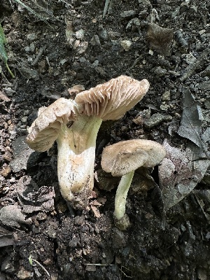  ( - HAY-F-005234)  @11 [ ] c (2023) Rudy Diaz Fungal Diversity Survey