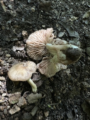  ( - HAY-F-005234)  @11 [ ] c (2023) Rudy Diaz Fungal Diversity Survey