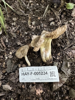  ( - HAY-F-005234)  @11 [ ] c (2023) Rudy Diaz Fungal Diversity Survey