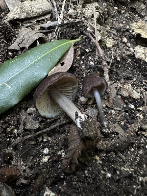  (Entoloma sp. CA29 - HAY-F-005235)  @11 [ ] c (2023) Rudy Diaz Fungal Diversity Survey